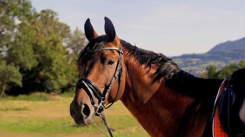 horse-pixabay