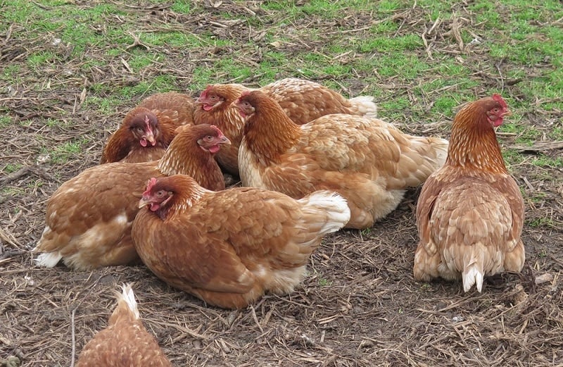 chickens