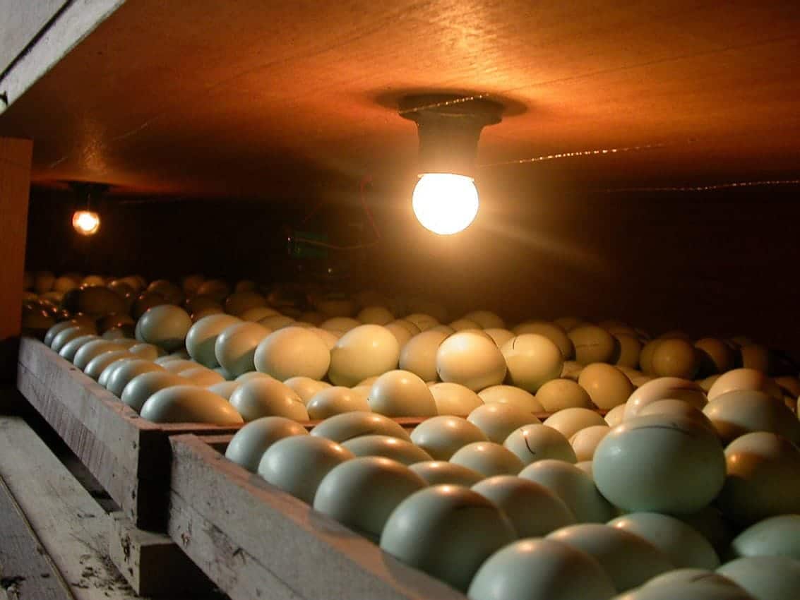 incubating eggs with lamp