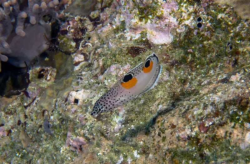 juvenile Clown Wrasse fish