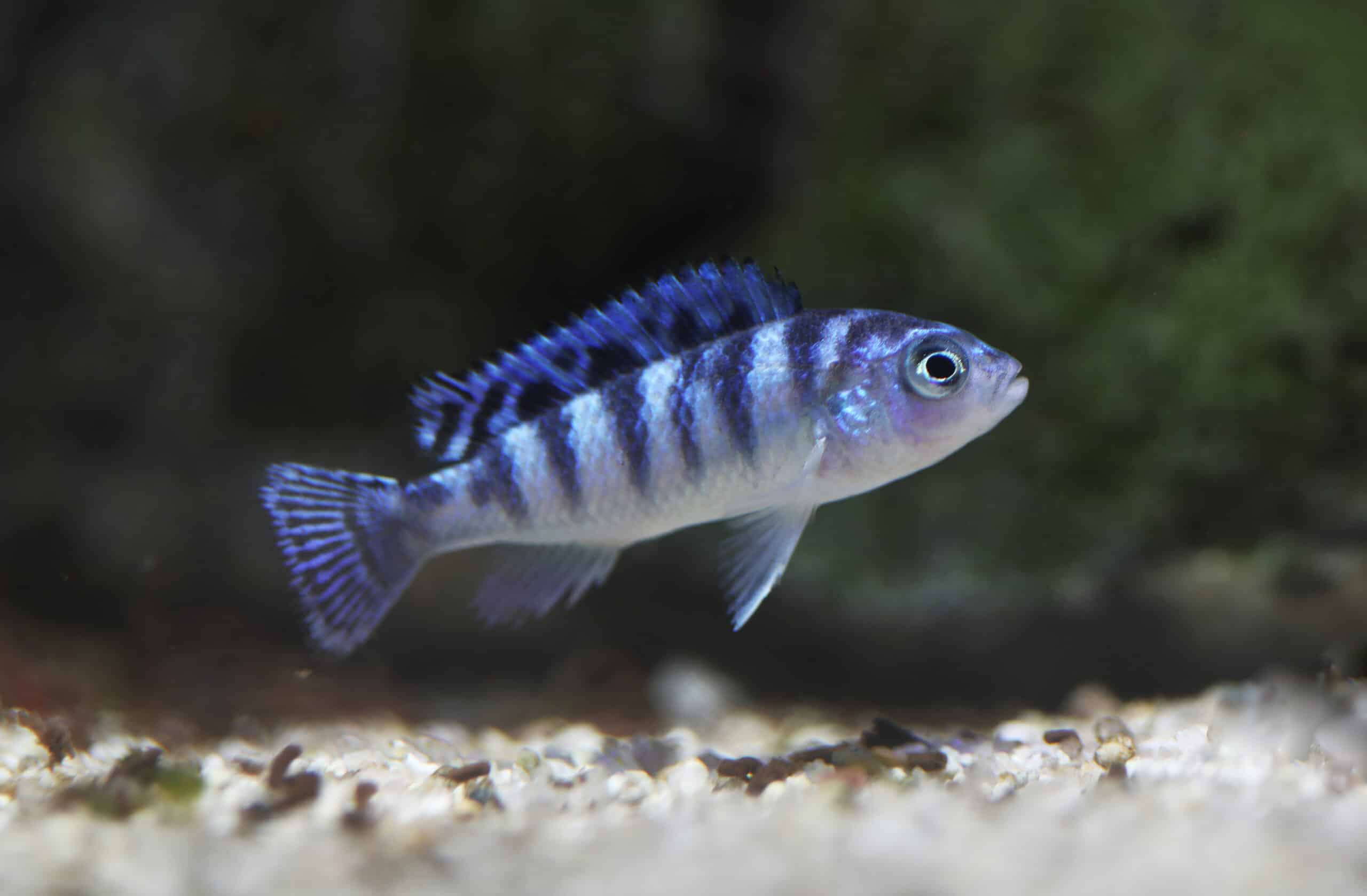 juvenile Kenyi Cichlid