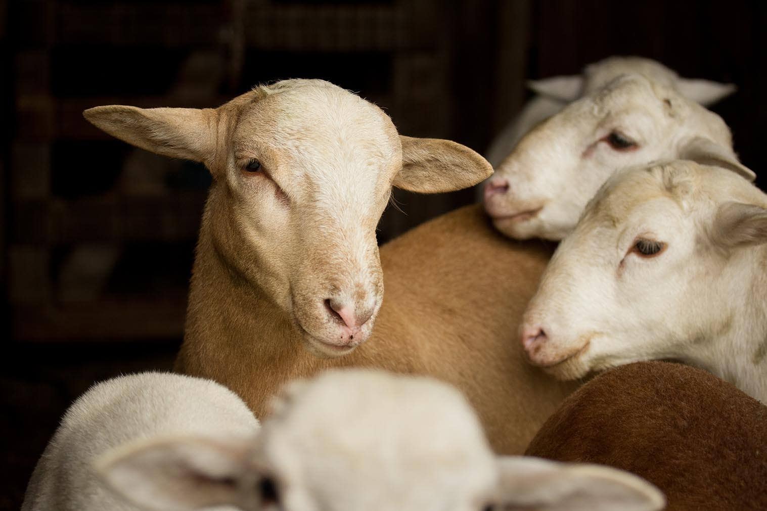 Katahdin sheeps