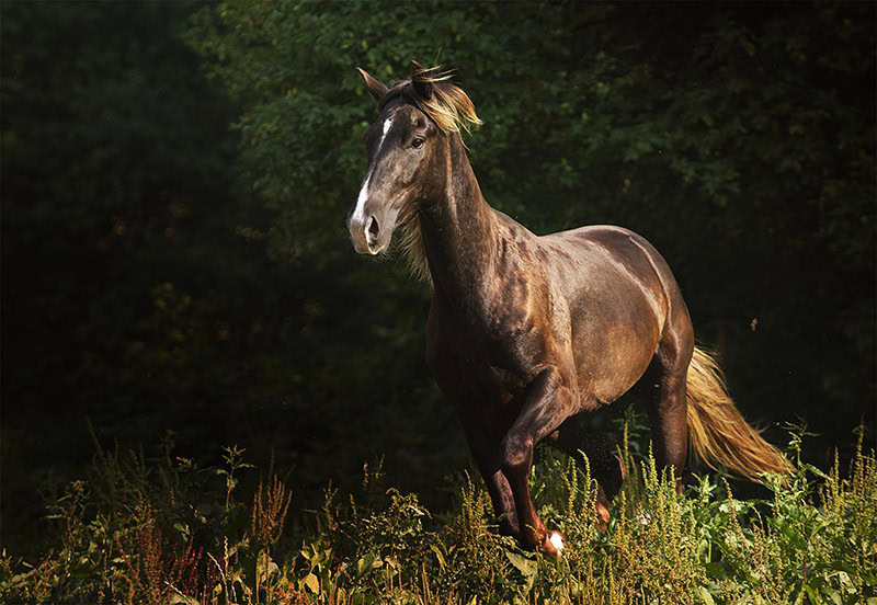 Kentucky Mountain Saddle Horse