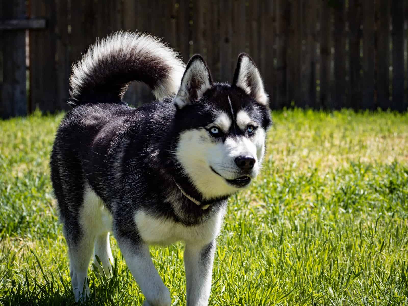 white and gray wolf