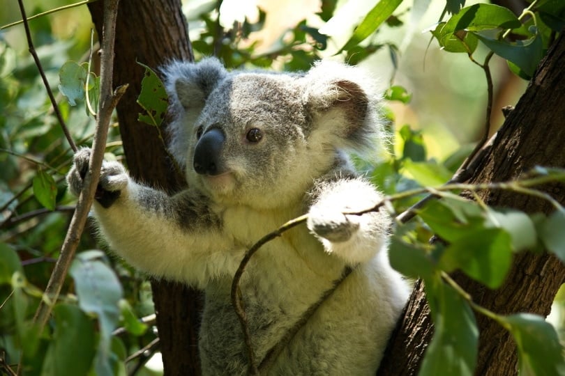 koala_Syahir Hakim_Pixabay