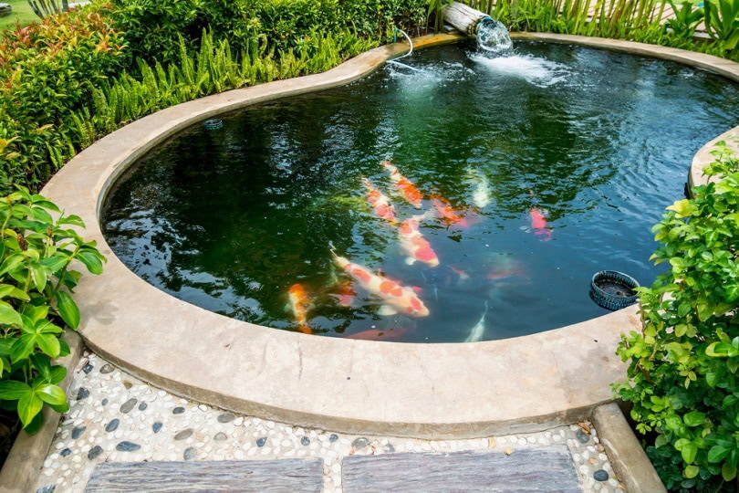 koi fish in pond