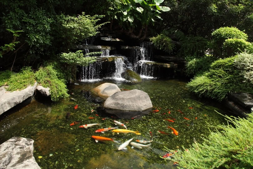 koi garden pond