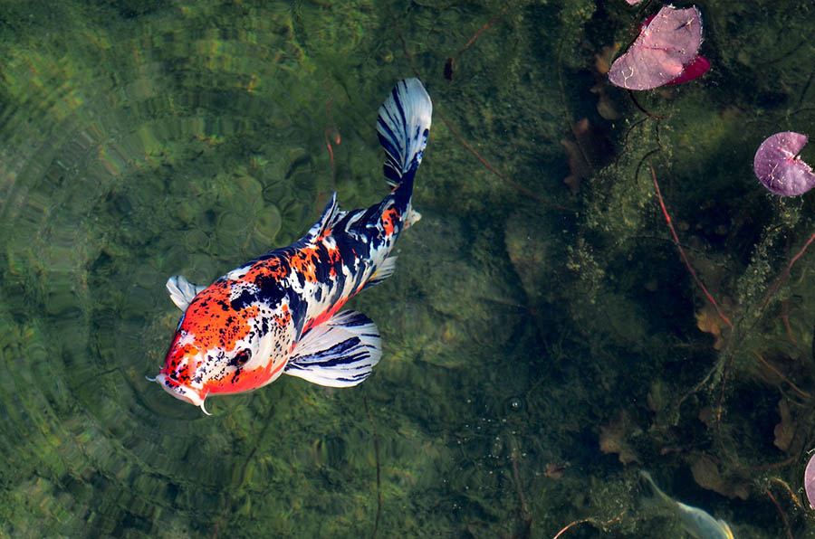koi in a pond