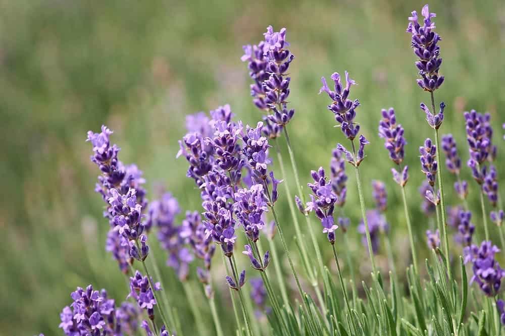 lavender up close