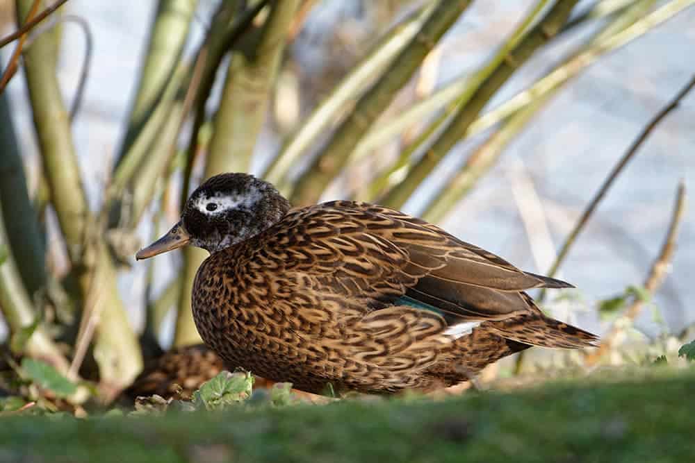 Laysan Teal