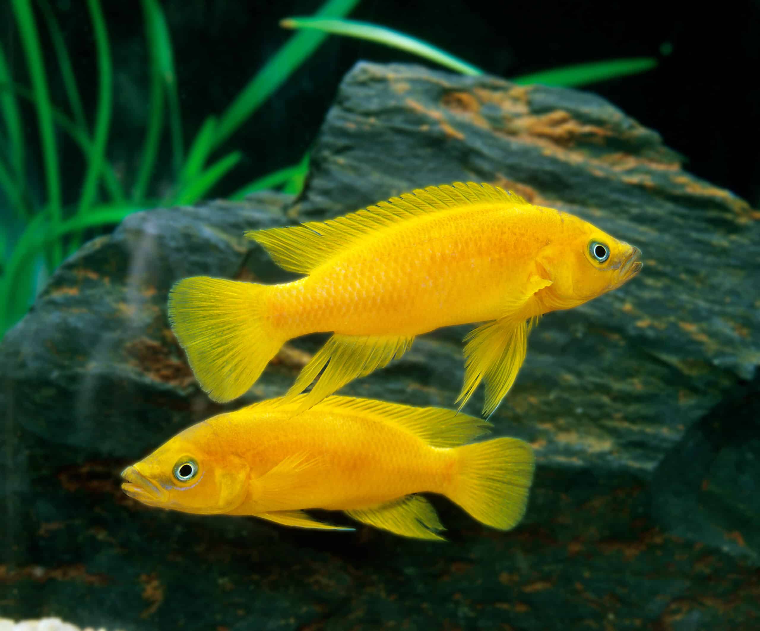 Lemon Cichlids