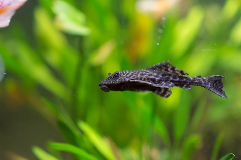 Leopard Pleco