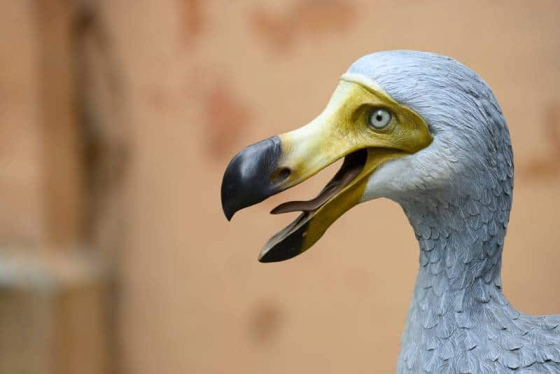 life size reconstruction of the extinct dodo bird