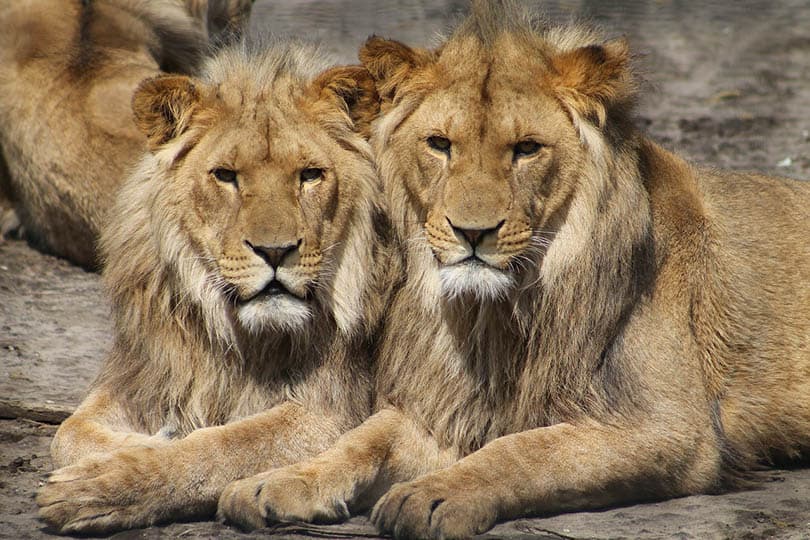 lions in the zoo