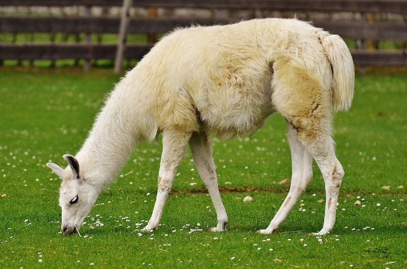 llama