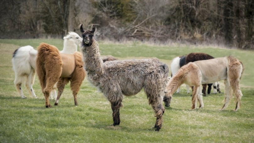 llamas grazzing
