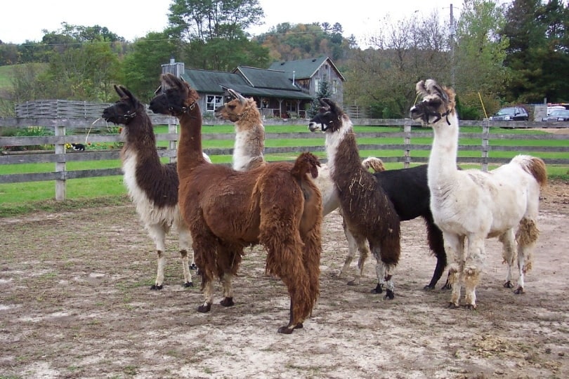 llamas in field
