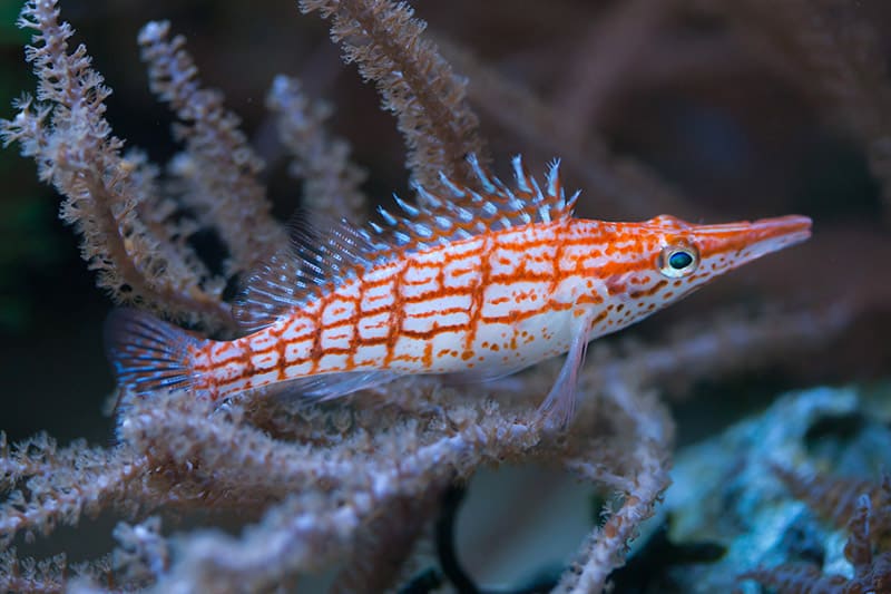 Longnose hawkfish 