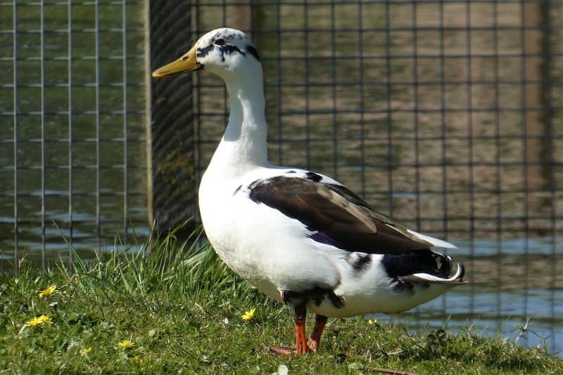 magpie duck standing in grass near fence