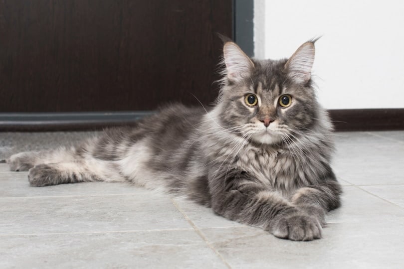 persian cat near the window