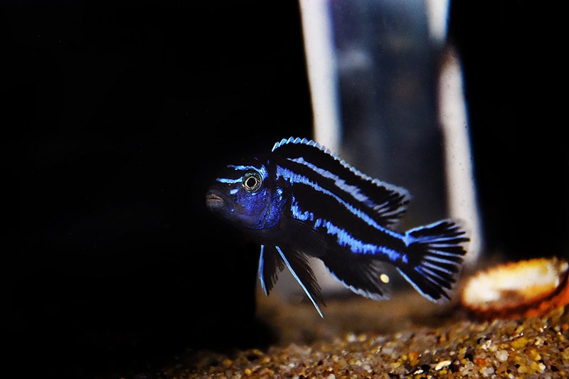 Maingano African Cichlid