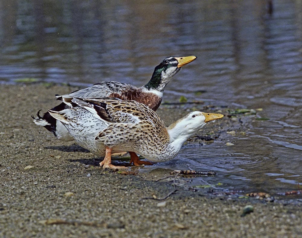 Male and female Saxony ducks drinking water