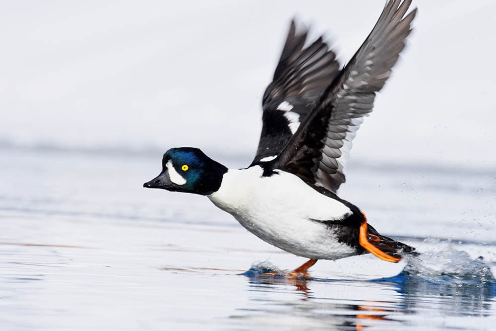 male Barrow's Goldeneye taking flight