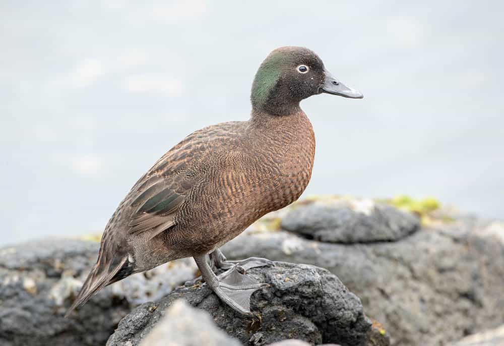 Male Campbell Island Teal