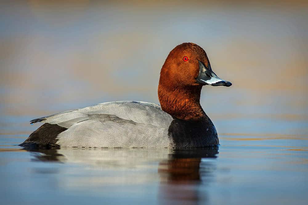 male Common pochard