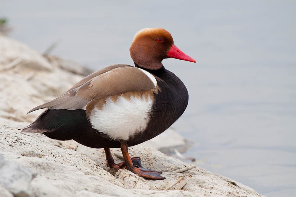 male Red-crested pochard