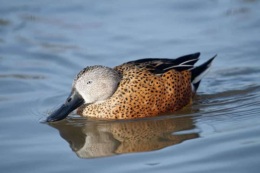 male Red Shoveler Duck