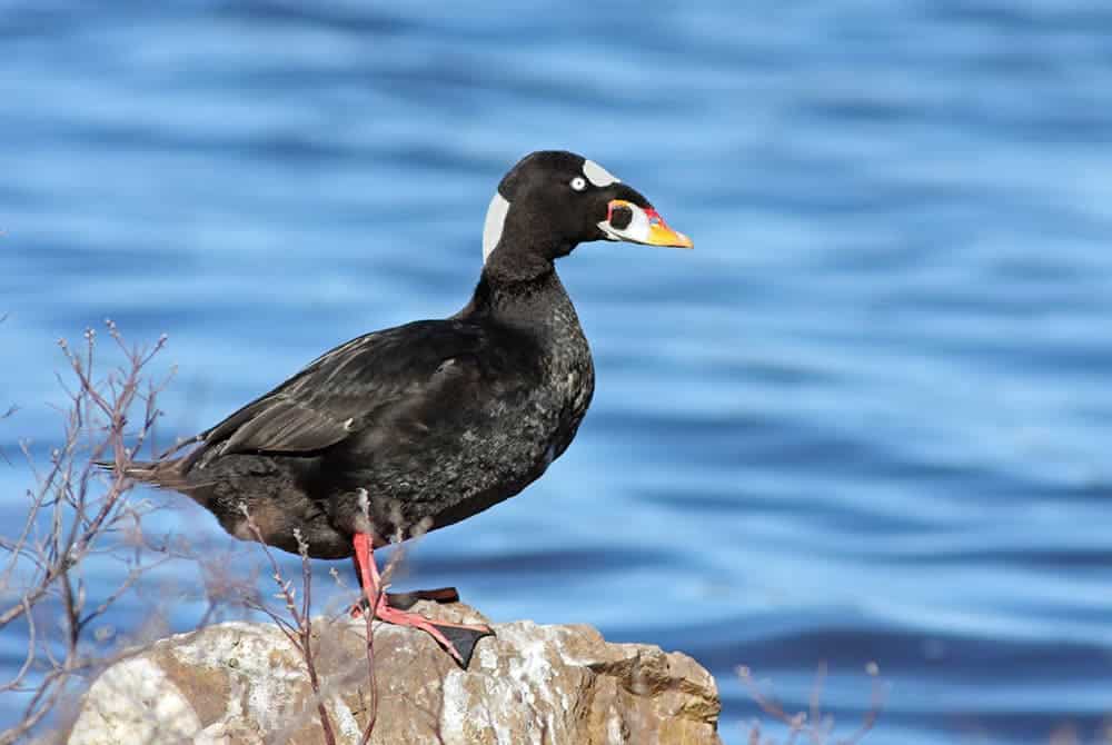 Male surf scoter