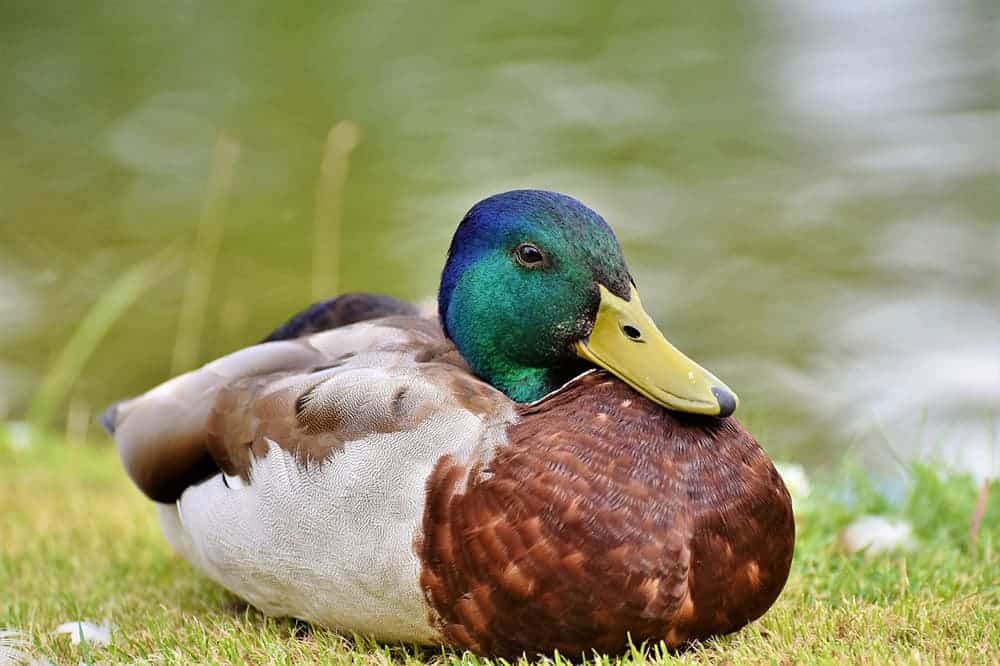 mallard duck