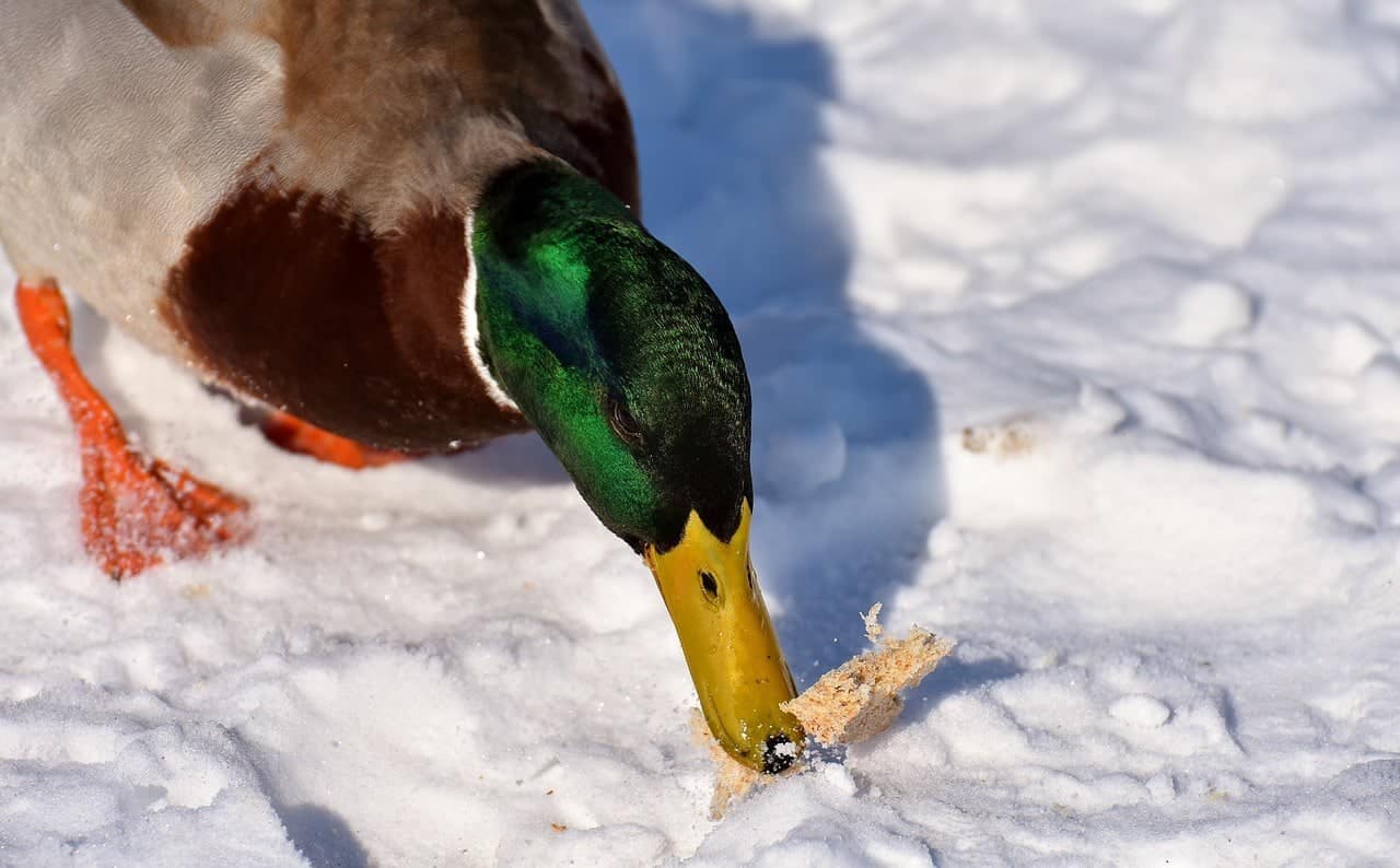 mallard duck eating bread