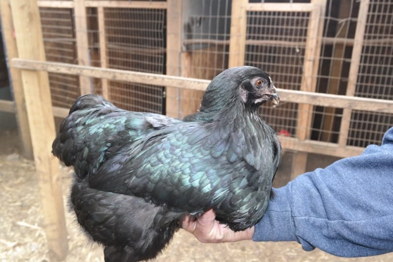 man holding sumatra chicken