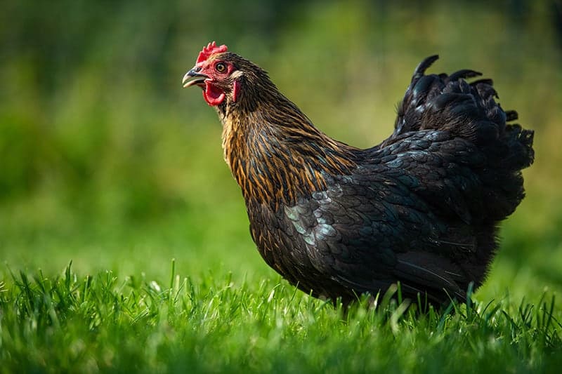 marans hen chicken in a summer meadow
