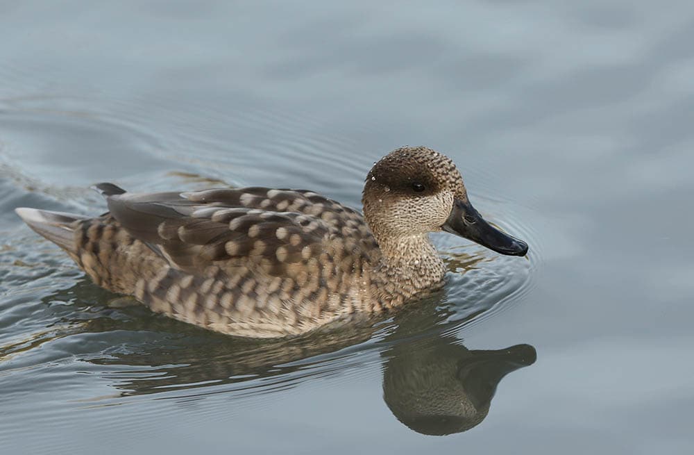 Marbled duck