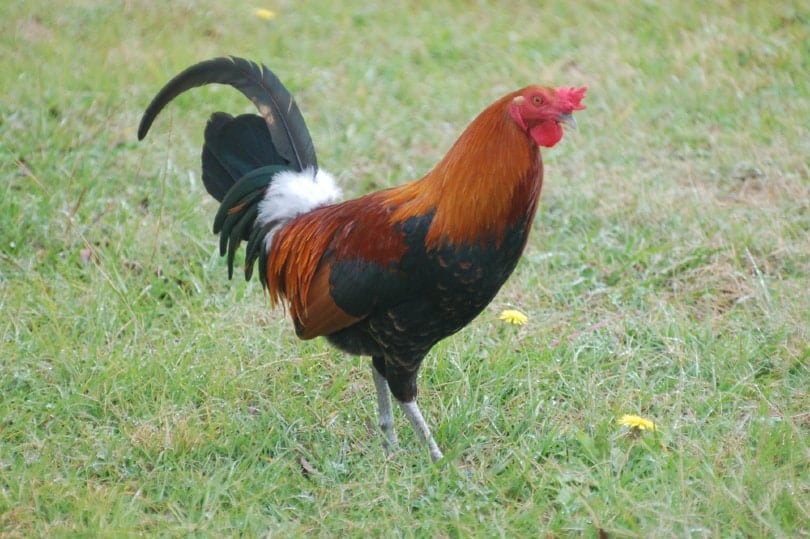 marsh daisy chicken on grass