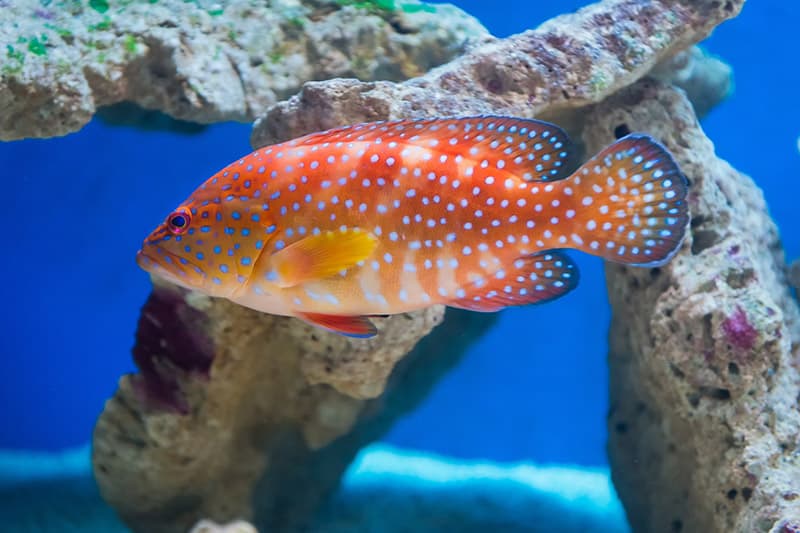 miniatus grouper