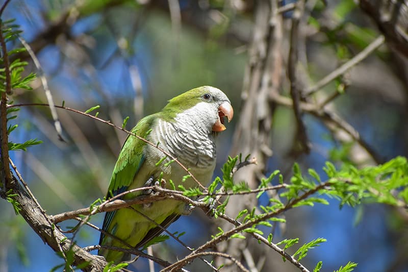A parakeet