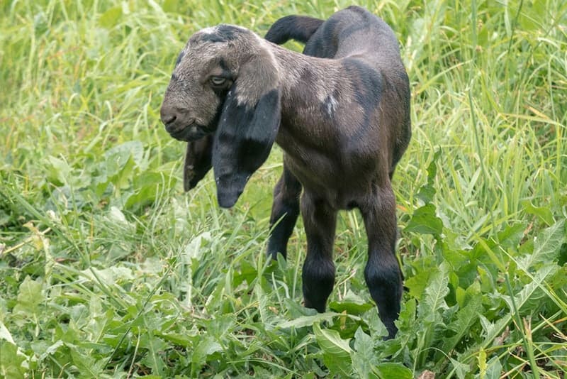 moon spotted goat in the meadow