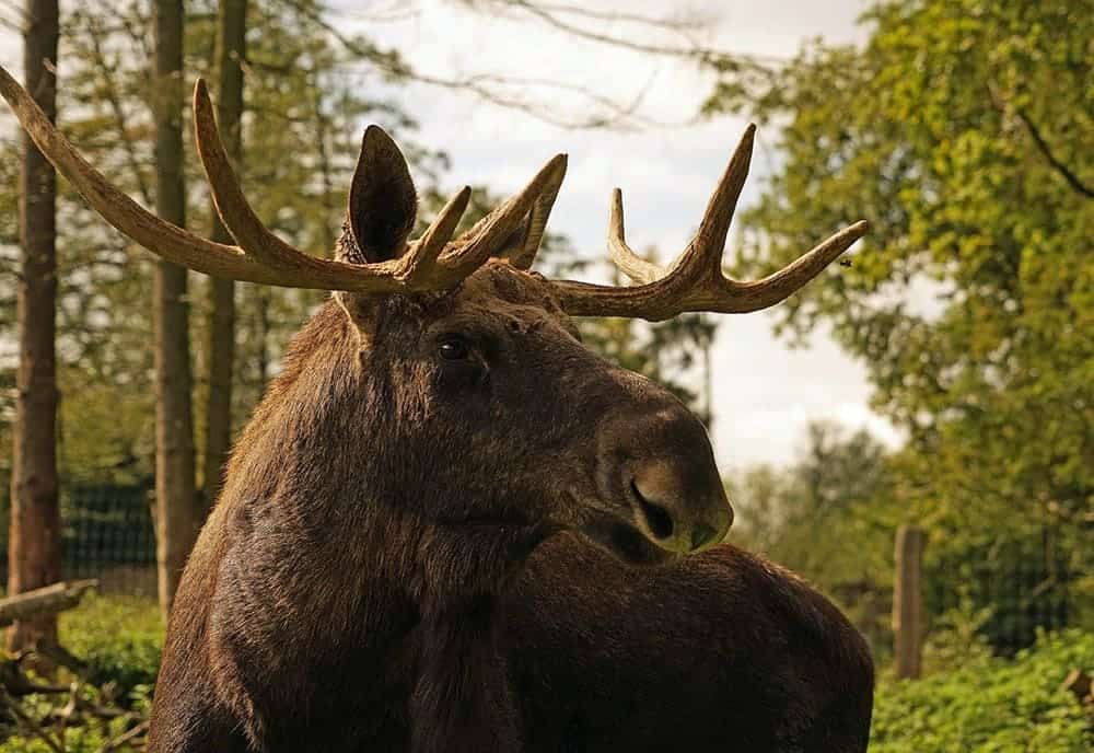 moose