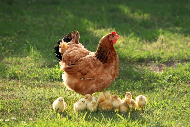 mother hen and chicks in grass