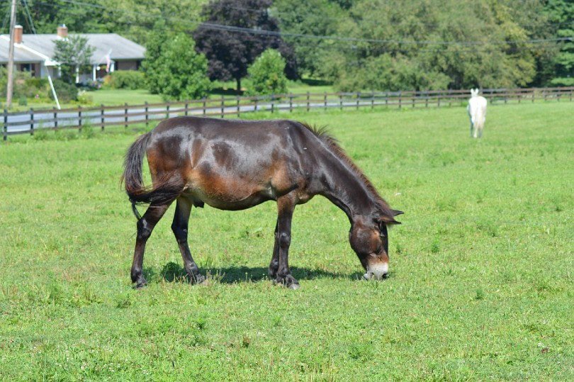 mule eating grass