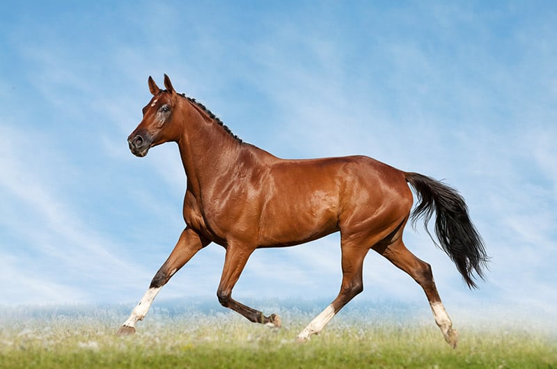 national show horse