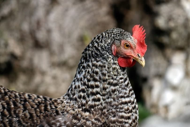 neck detail plymouth rock chicken_Veroja_shutterstock