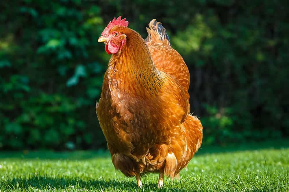 New Hampshire hen