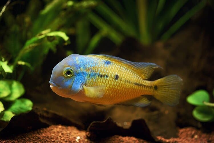 nicaragua-cichlid