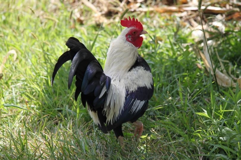 old english game rooster