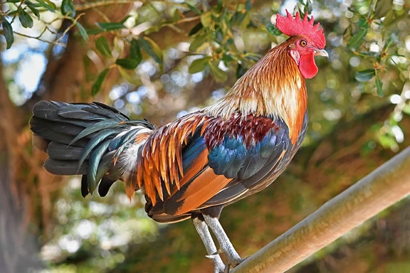 old english game chicken on its roost